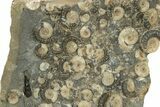 Golden Calcite Ammonite (Promicroceras) Cluster - England #242419-1